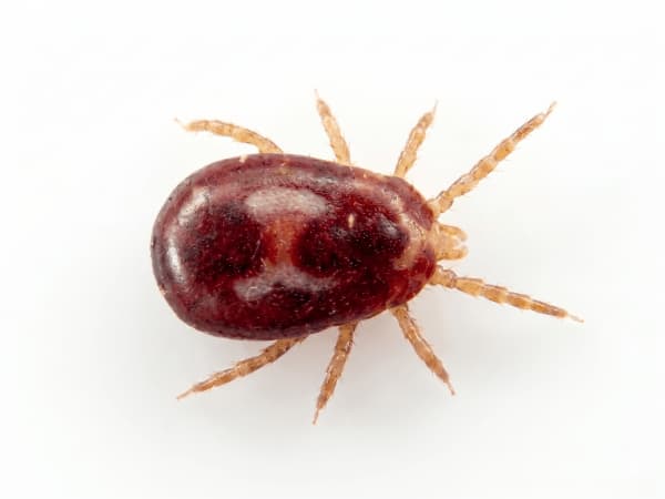 acari dei piccioni