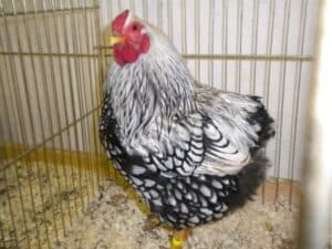 gallina vittima di acari rossi del pollo