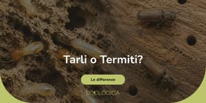 che differenza c'è tra termiti e tarli