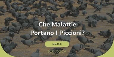 che malattie portano i piccioni
