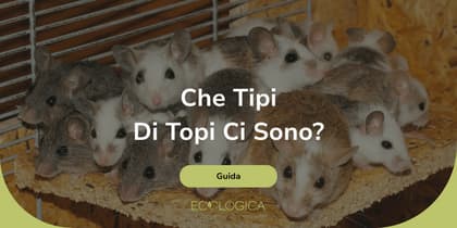 che tipi di topi ci sono
