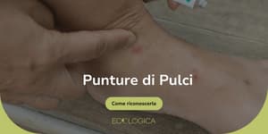 come capire se sono punture di pulci