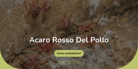 come debellare l'acaro rosso del pollo