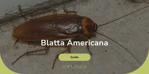 come eliminare blatta americana
