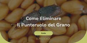 come eliminare il punteruolo del grano