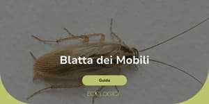come eliminare la blatta dei mobili