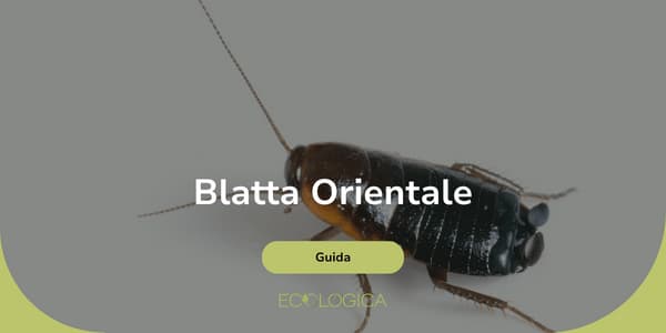 come eliminare la blatta orientale