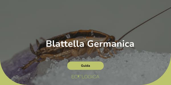 come eliminare la blattella germanica