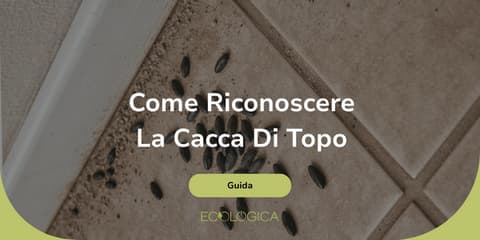 come riconoscere cacca di topo