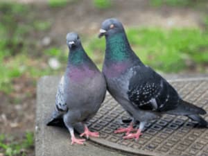 Due piccioni posati vicini su un marciapiede, rappresentazione della vita urbana degli uccelli.