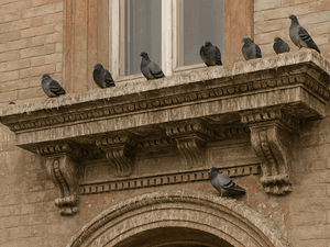 PRIMA: cornicione ricoperto di guano e posatoi dei piccioni
