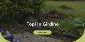 cosa fare se ci sono topi in giardino