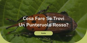 cosa fare se trovi un punteruolo rosso
