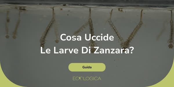 cosa uccide le larve di zanzara
