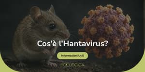 cos'è l'hantavirus