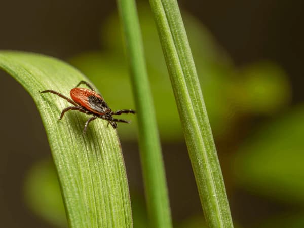 evidenza della necessità di disinfestare zecche giardino
