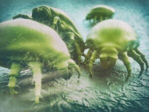 infestazione di acari su una superficie