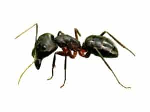 specie di formica carpentiere su sfondo bianco