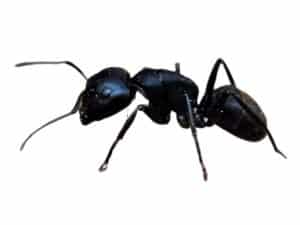 formica nera dei giardini su sfondo bianco