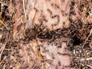infestazione di formiche in giardino