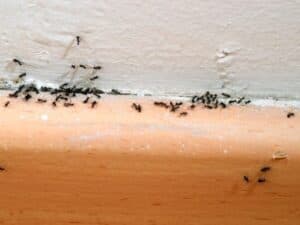 infestazione di formiche su un battiscopa in casa