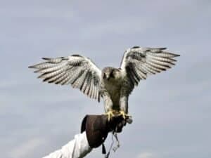 Falco addestrato pronto a spiccare il volo dalla mano del falconiere, utilizzato per dissuadere i piccioni.