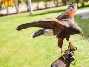 Falco in posizione di attacco durante un intervento di allontanamento piccioni, posato sul guanto del falconiere.