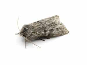 farfalla di processionaria del pino