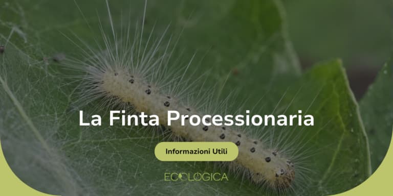 finta processionaria