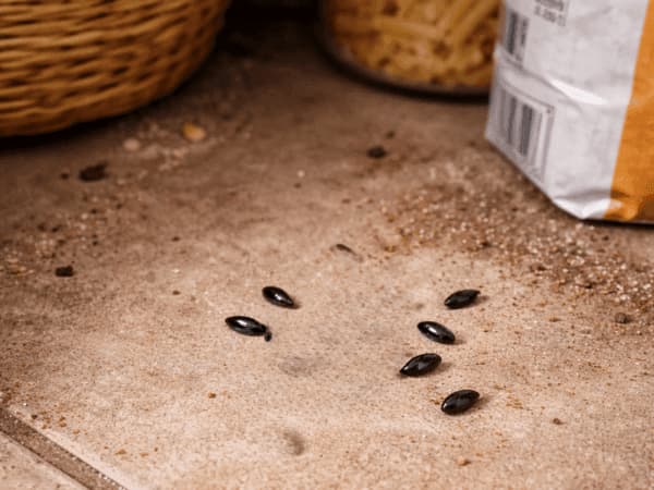 escrementi di topo freschi scuri e lucidi