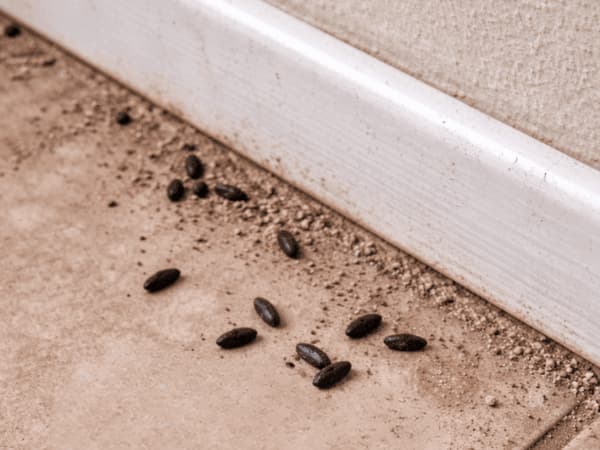 cacca di topo lungo battiscopa e muro interno casa