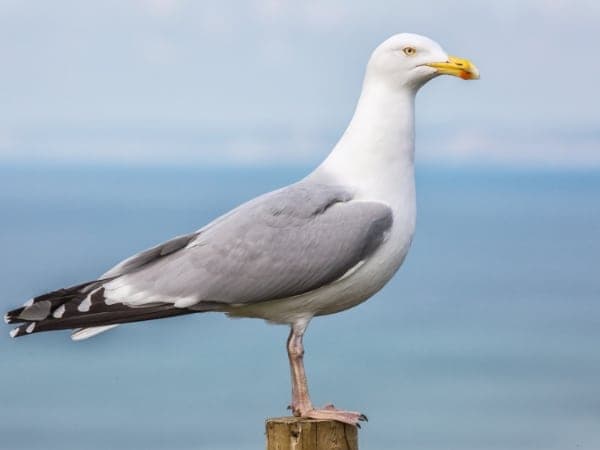 Un gabbiano posato su un palo di legno, con il mare sullo sfondo.