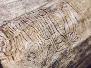 Gallerie interne scavate dalle larve nel legno