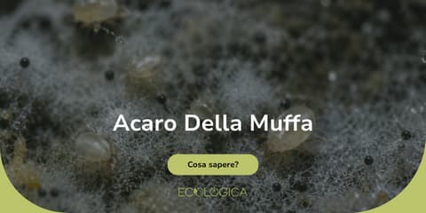 guida acaro della muffa