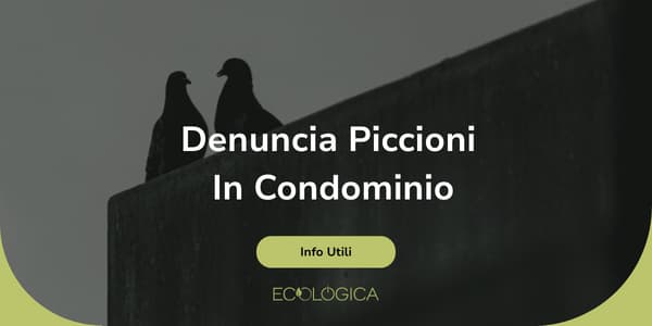 guida denuncia piccioni in condominio