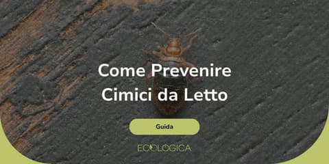 guida per prevenire cimici dei letti