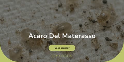 guida su acaro del materasso