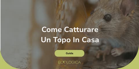 guida su come catturare un topo
