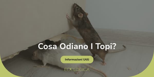 guida su cosa odiano i topi