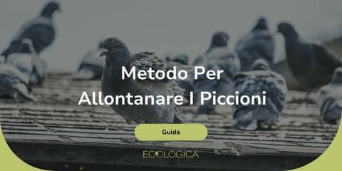 guida su metodo per allontanare i piccioni