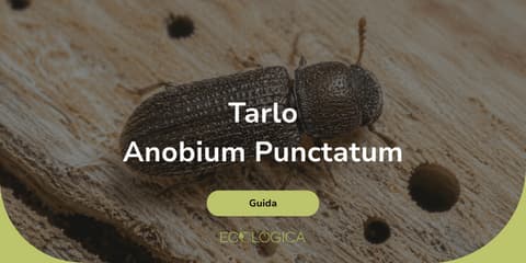 guida sul tarlo anobium punctatum