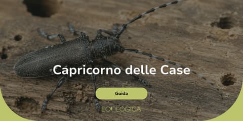 guida sul tarlo capricorno delle case