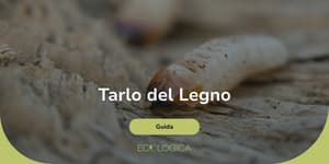 guida sul tarlo del legno