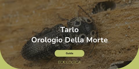 guida sul tarlo orologio della morte