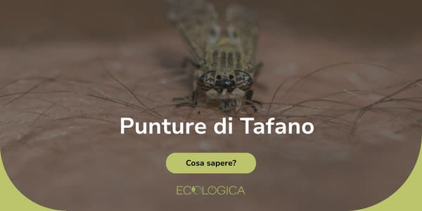 guida sulle punture di tafano