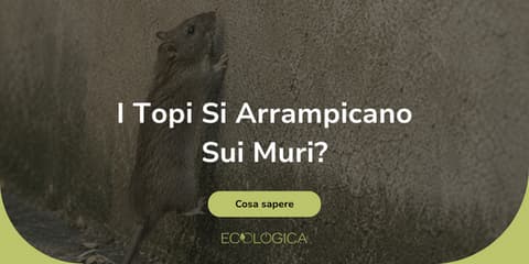 i topi si possono arrampicare