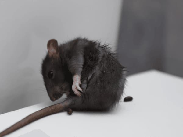 topo domestico vicino ai suoi escrementi in ambiente interno