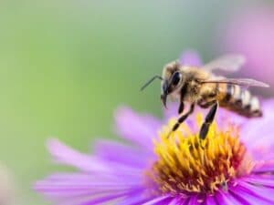 ape in volo si avvicina a un fiore viola per raccogliere il nettare e impollinarlo