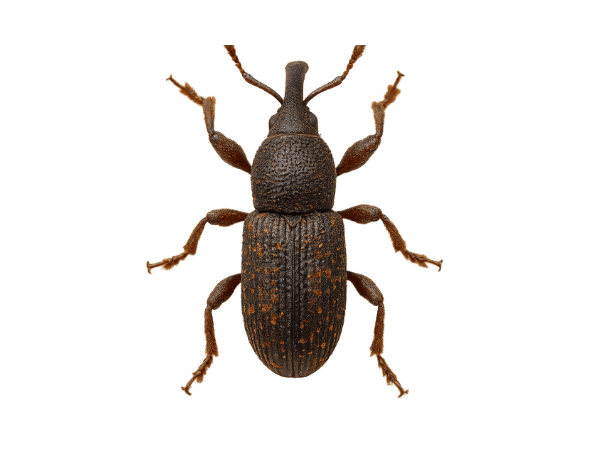 Sitophilus granarius - Punteruolo del grano