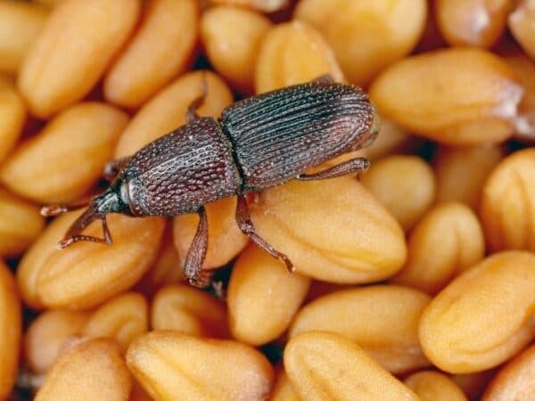 insetto punteruolo del grano su un prodotto alimentare